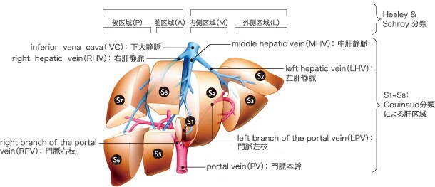 肝臓MR画像の読影手順 肝臓MR画像の読影手順