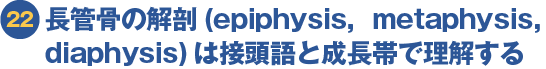 長管骨の解剖(epiphysis, metaphysis, diaphysis)は接頭語と成長帯で理解する