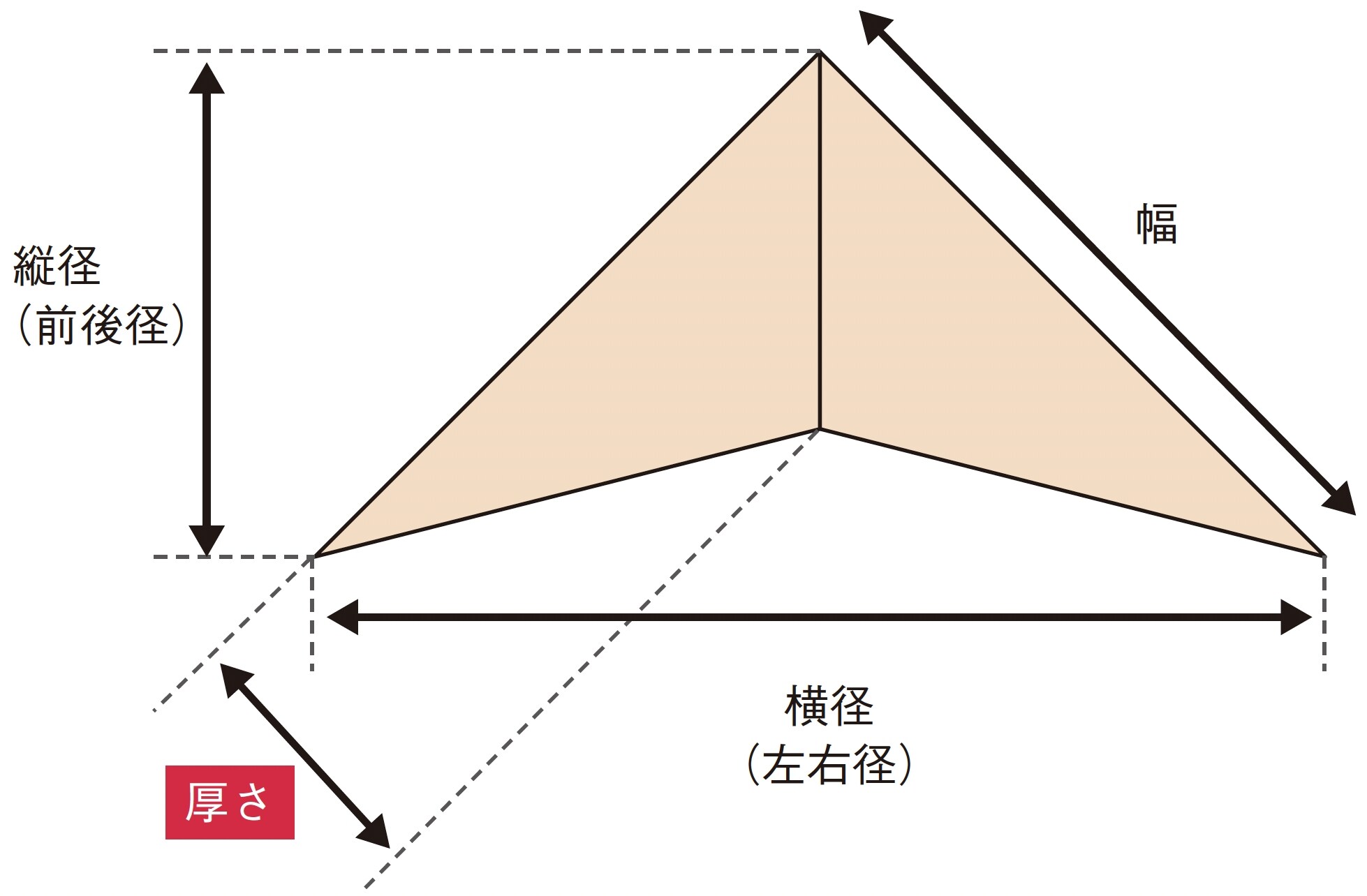 図1 胸腺のサイズ評価