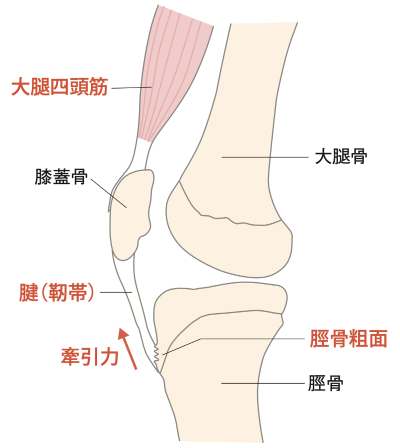 図2　大腿四頭筋と脛骨粗面