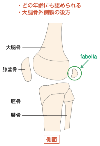 図8 fabella