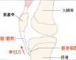 [ 骨関節領域 ] 骨の正常変異(2)大腿〜下腿