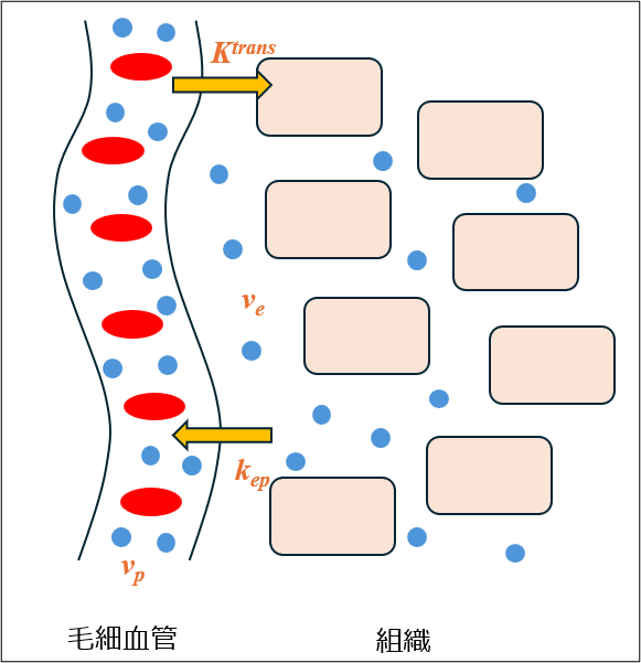 Fig2. 薬物動態モデル